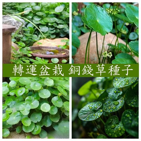 水耕銅錢草|銅錢草水耕：種植、保養與好處全解析